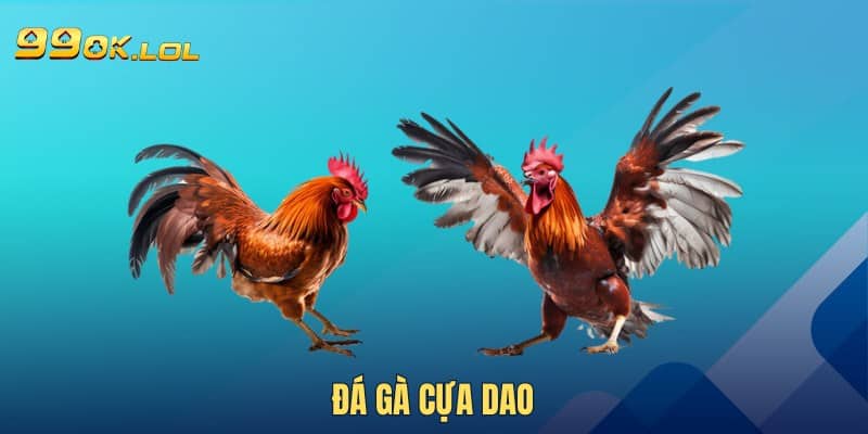 Đá gà cựa dao